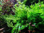 Bolbitis Heudelotii aquatic plant aquarium plant care low maintenance fish health shrimp health African Water Fern