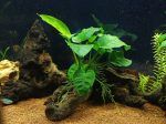 Anubias Barteri Aquarium Plants Low-Light Plants Aquascaping Plants Hardy Plants