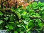 Anubias Barteri nana Aquarium plant Water plants Freshwater aquarium plants Aquatic plants Planted aquariums Aquascaping Aquarium decor Aquatic pets Live plants