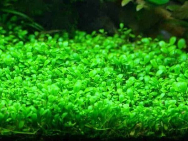 Glossostigma Elatinoides: The Perfect Carpeting Plant for Your ...