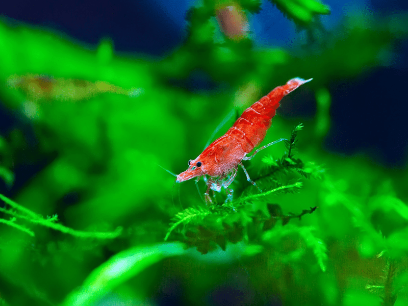 Red Cherry Shrimp Your Aquatic Environment S New Best Friend   RedCherryProd 4 3 