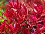 Rotala Blood Red aquatic plant vibrant red fast-growing low-maintenance hardy shrimp aquarium plant pairing Ludwigia Palustris Super Red colourful