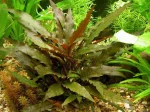 Crypt. Wendtii Brown Cryptocoryne wendtii brown Aquascape plants Aquarium plants Easy aquarium plants Low light aquarium plants CO2-free aquarium plants Soft water plants Medium-hard water plants