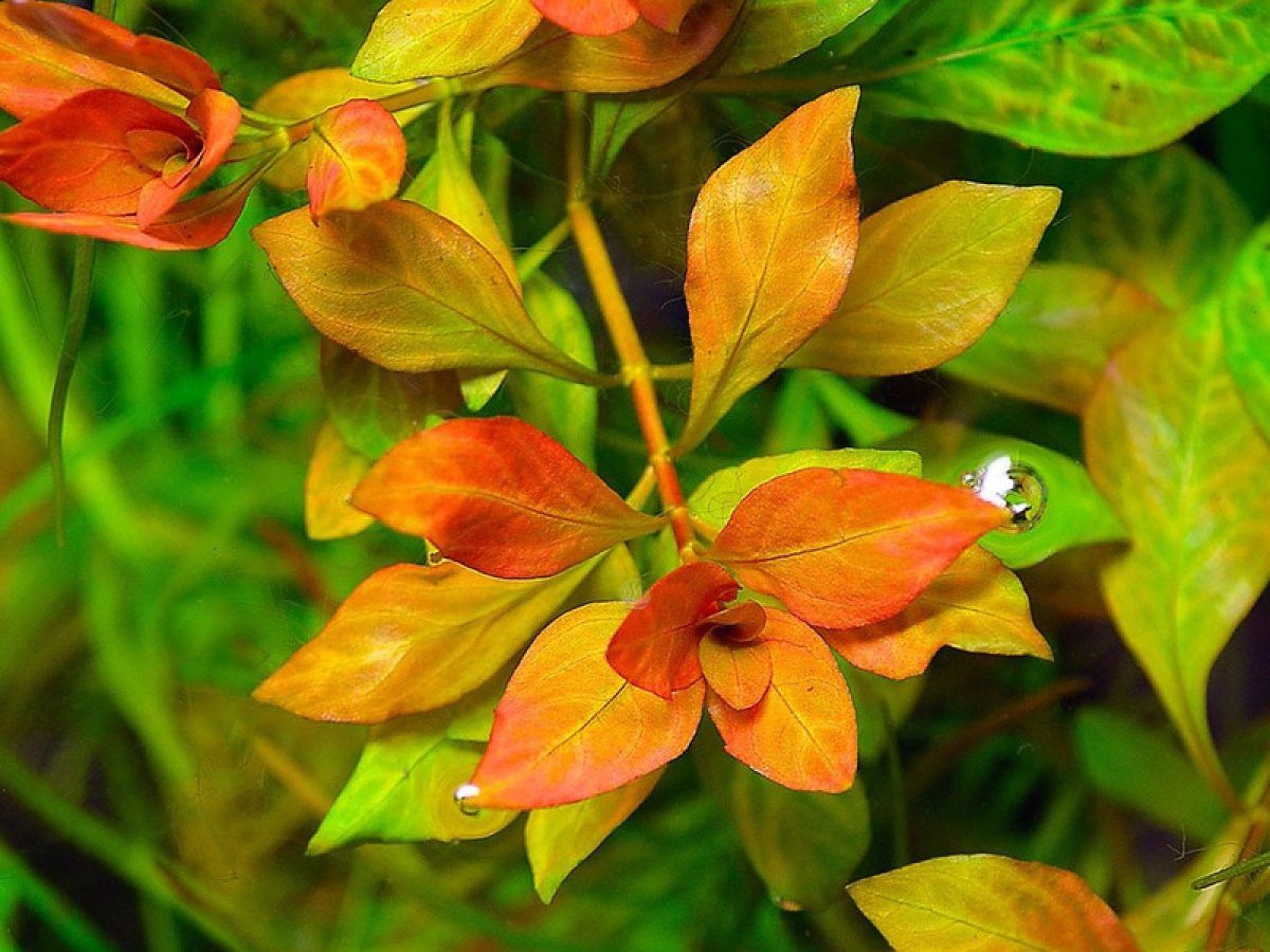 Ludwigia Inclinata White A True Rare Aquatic Marvel Greenaquarium